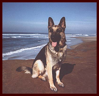 Download Czar's picture at the beach.