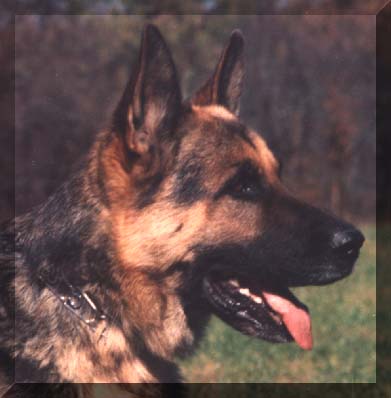 One of our Founding German Shepherd Dogs