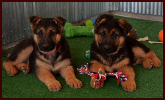 $500 german shepherd puppies